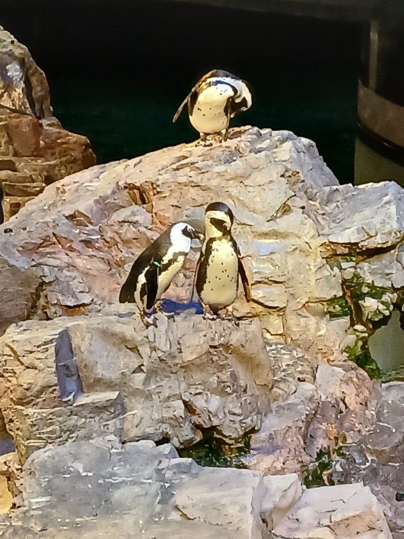 African Penguin - Seen Jan 29 2025