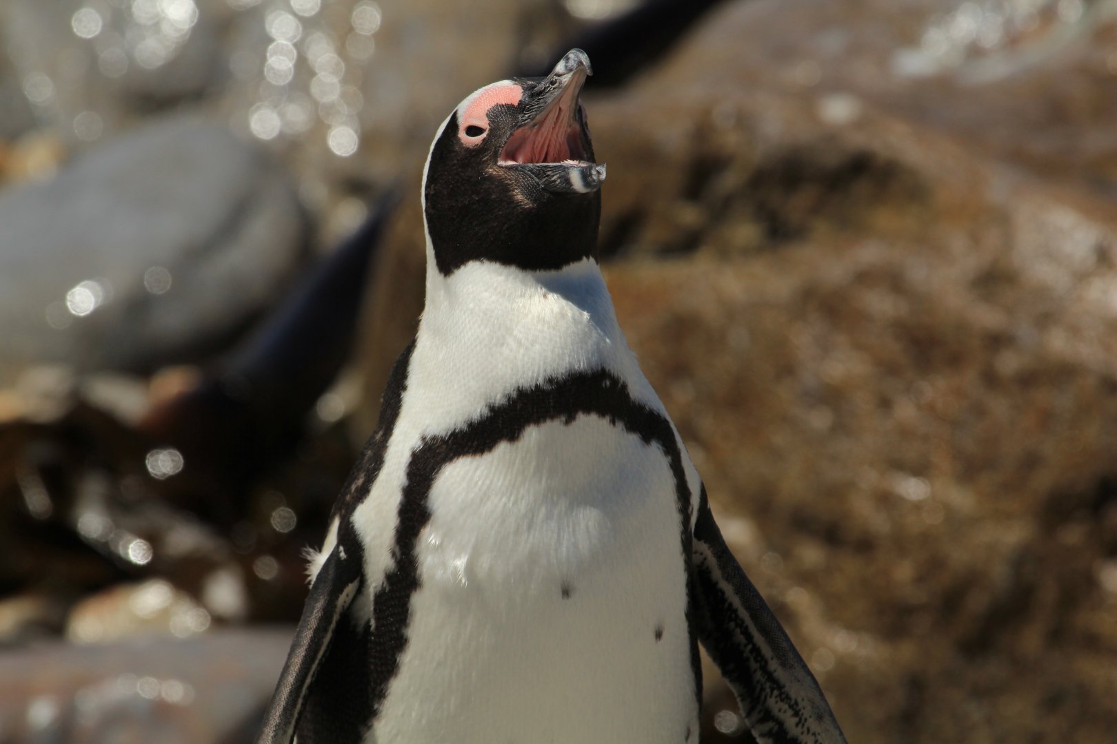 African penguin (September 2012)