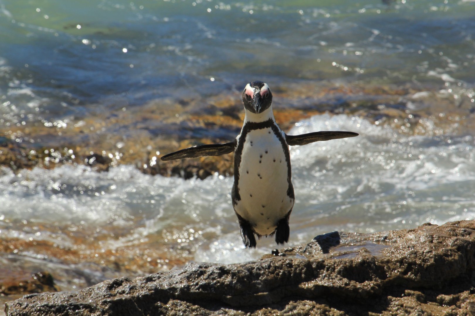 African penguin (September 2012)