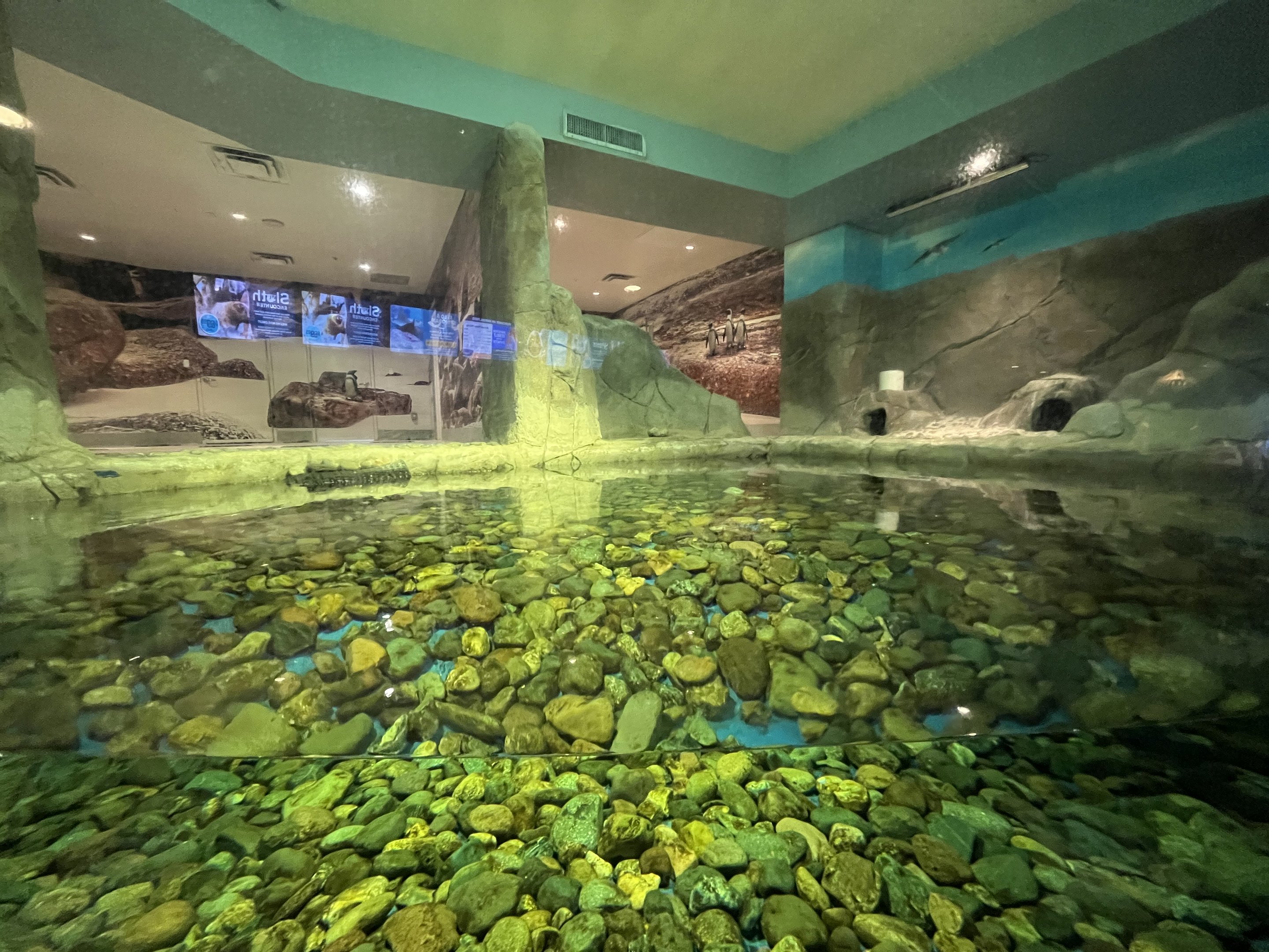 African Penguin - side exhibit