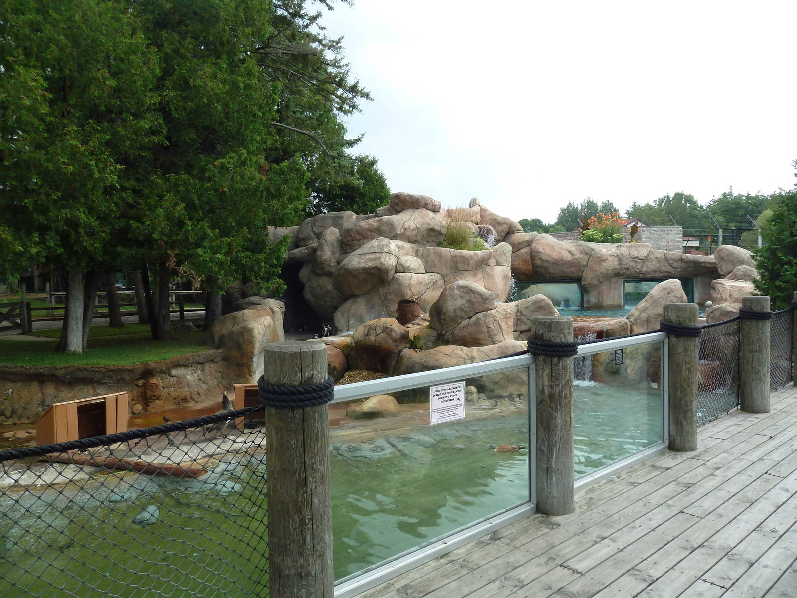 African Penguin/South African Shelduck Exhibit
