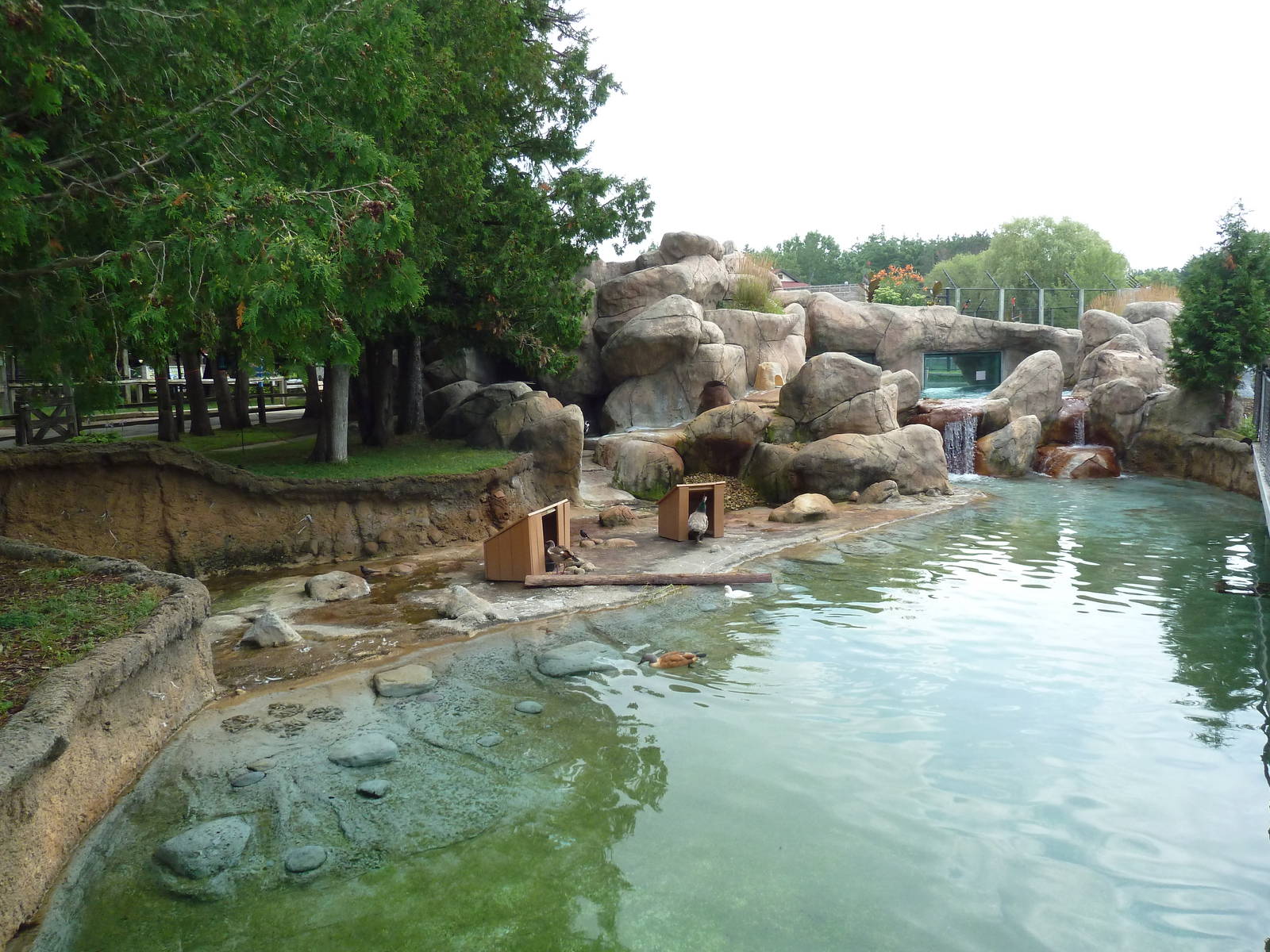 African Penguin/South African Shelduck Exhibit