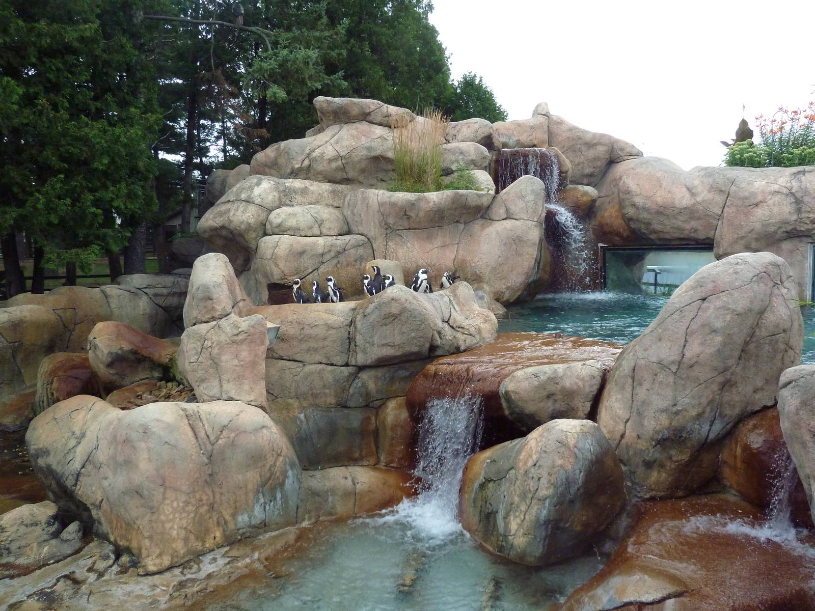 African Penguin/South African Shelduck Exhibit