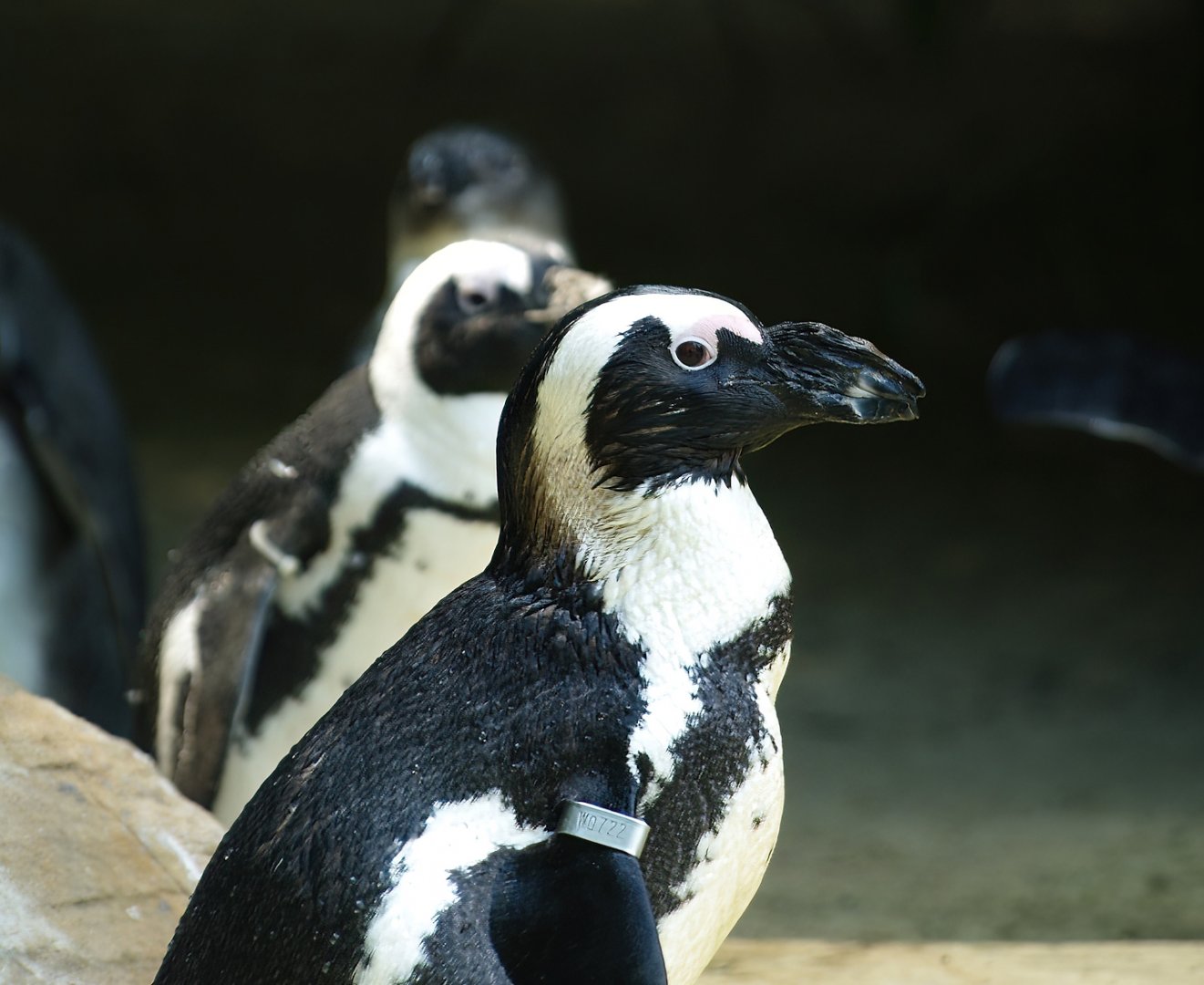African penguin (Spheniscus demersus), 2008-08-06