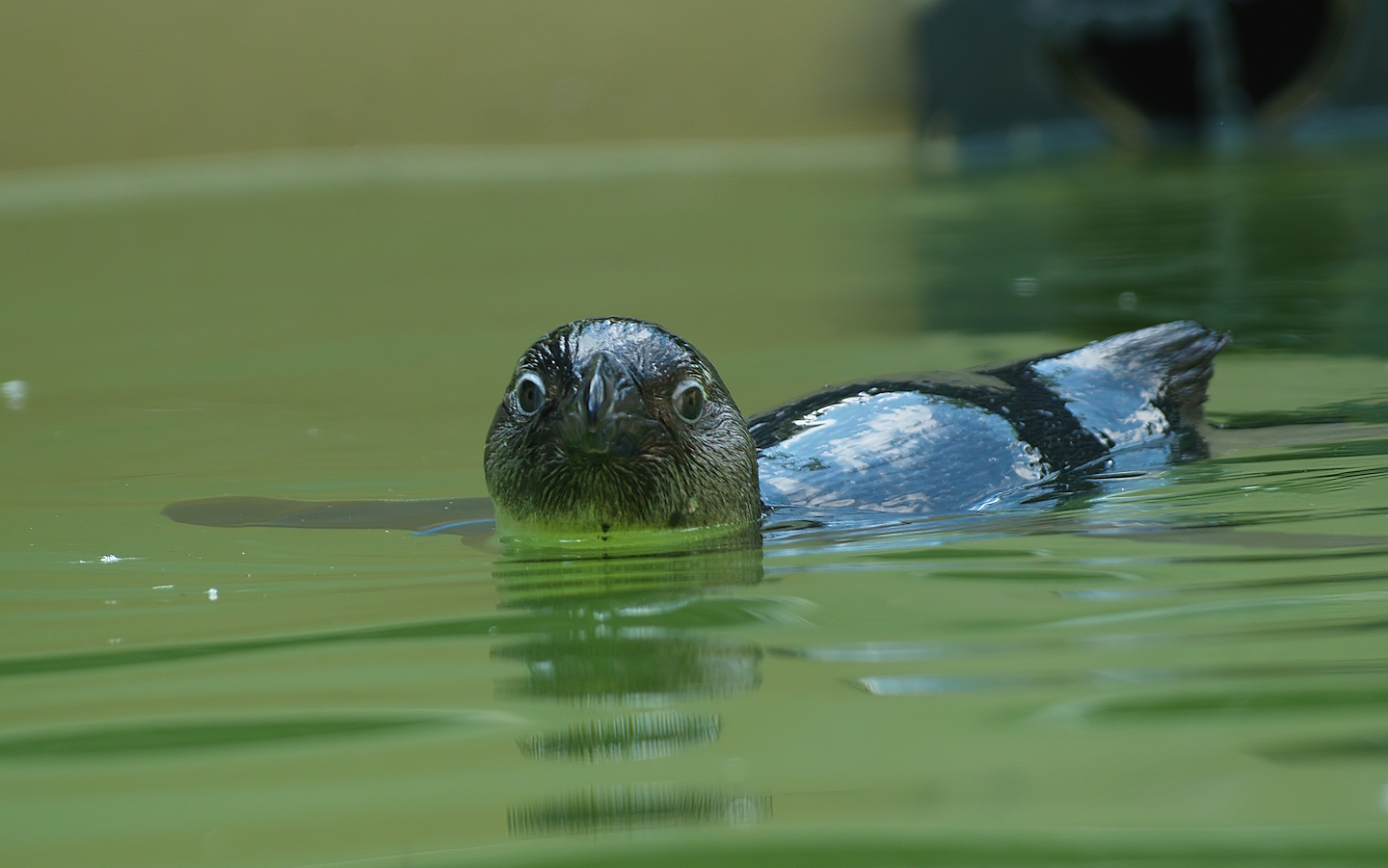 African penguin (Spheniscus demersus), 2008-08-06