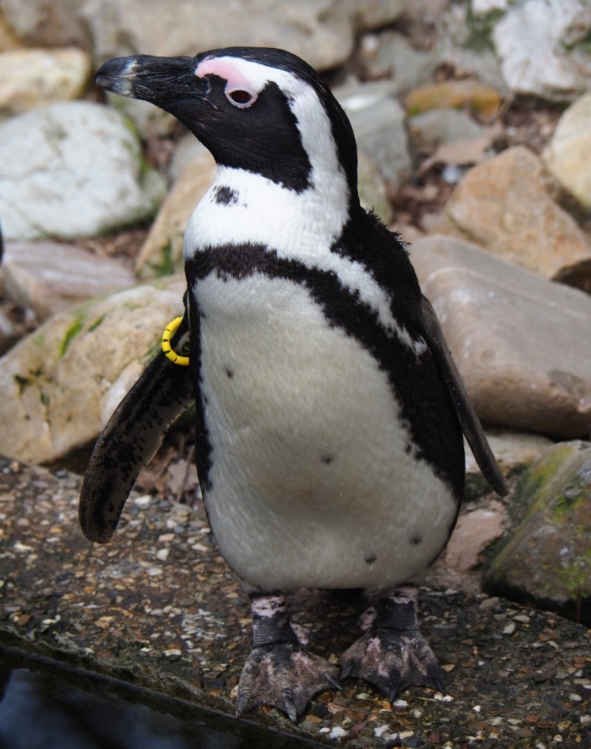 African penguin (Spheniscus demersus), 2019-04-06