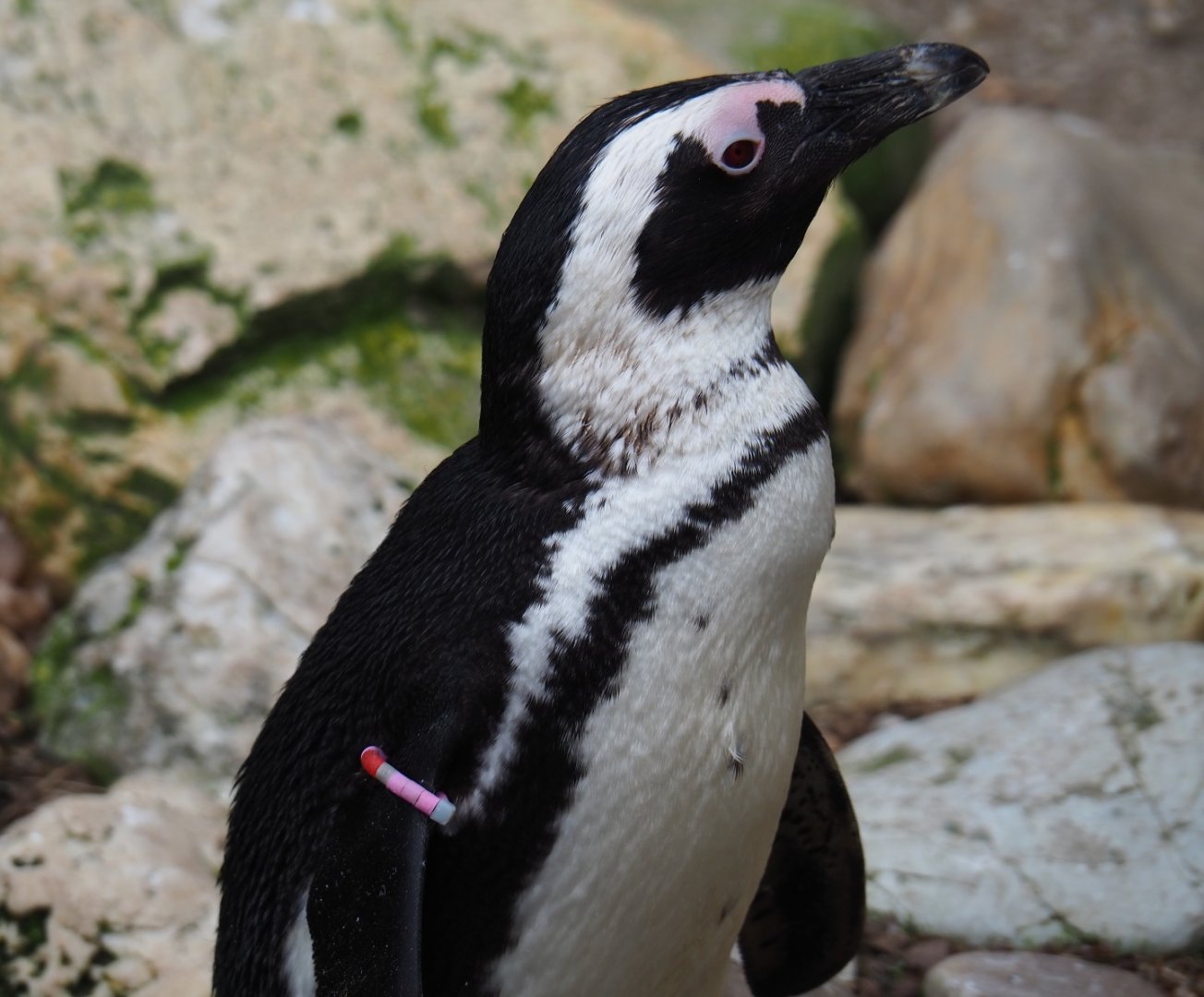 African penguin (Spheniscus demersus), 2019-04-06