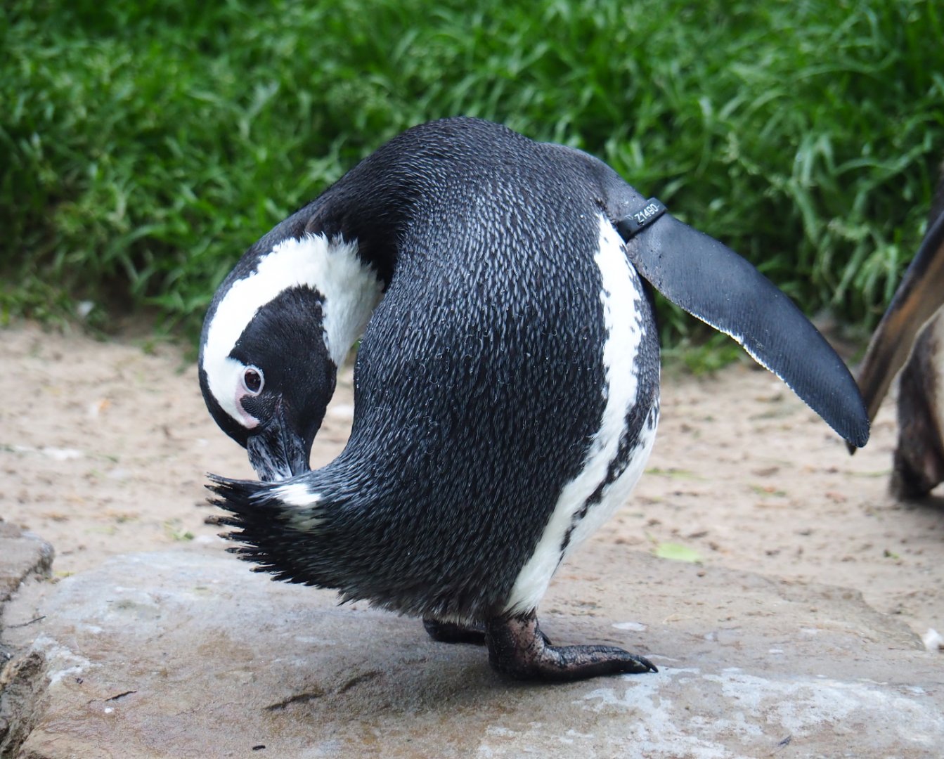 African penguin (Spheniscus demersus), 2020-05-24