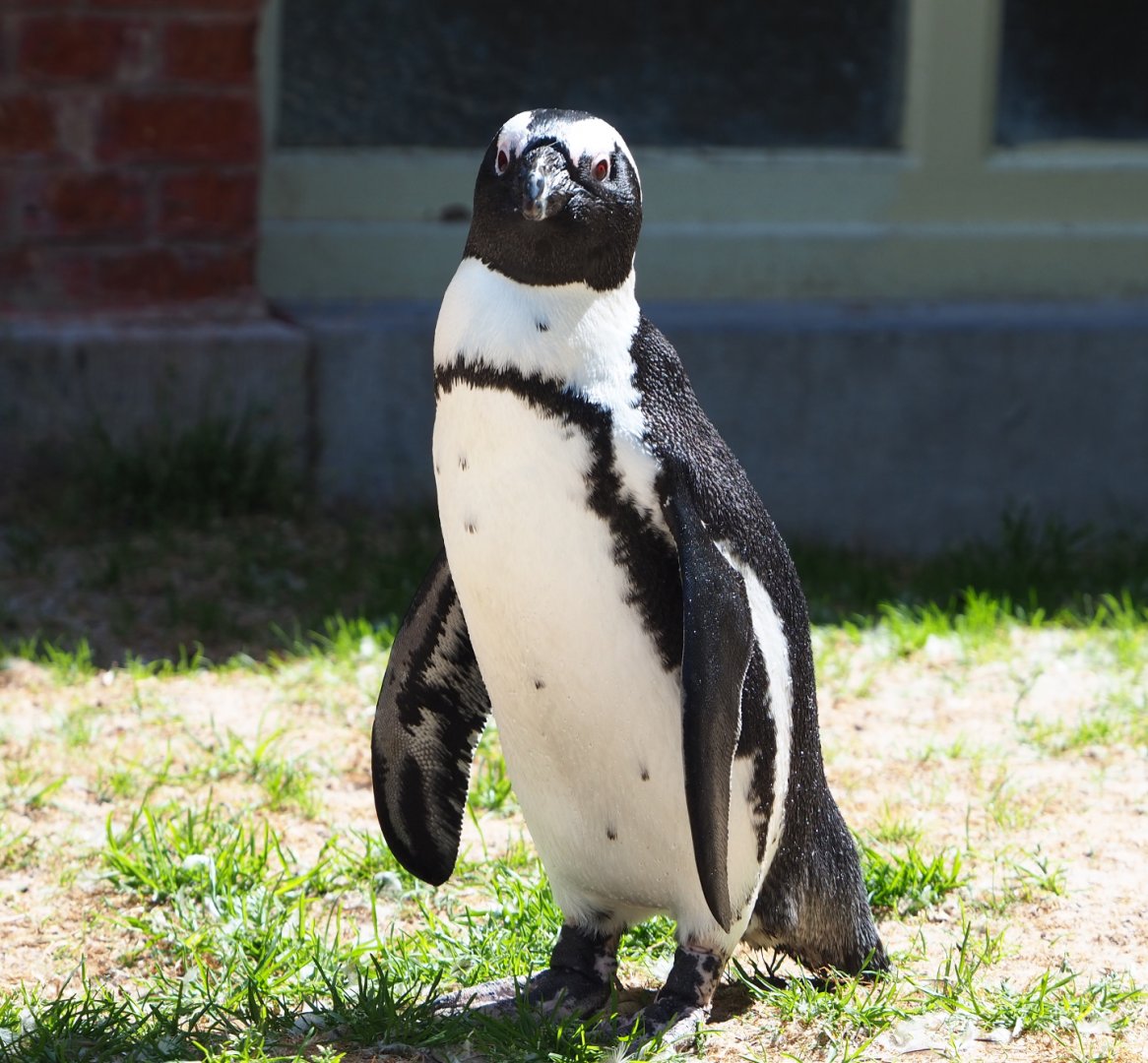 African penguin (Spheniscus demersus), 2020-06-28