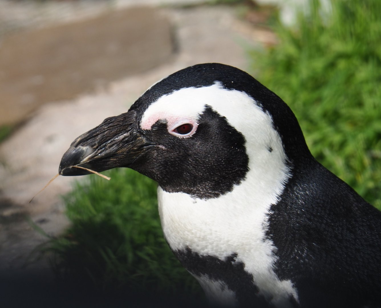 African penguin (Spheniscus demersus), 2021-07-17
