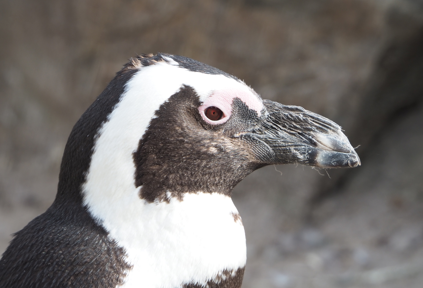African penguin (Spheniscus demersus), 2022-03-16