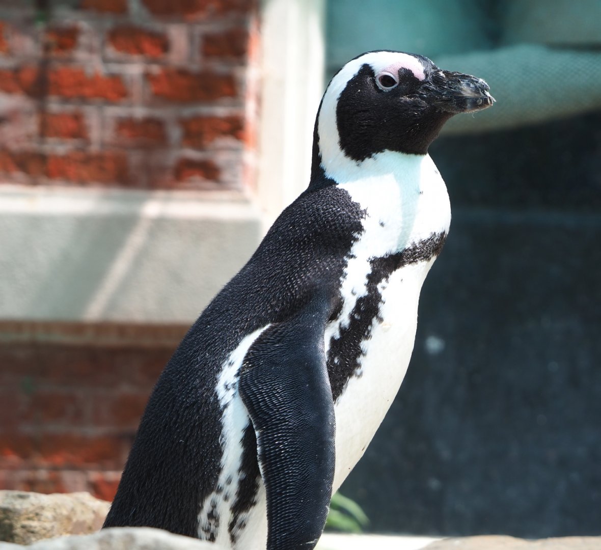African penguin (Spheniscus demersus), 2022-05-26