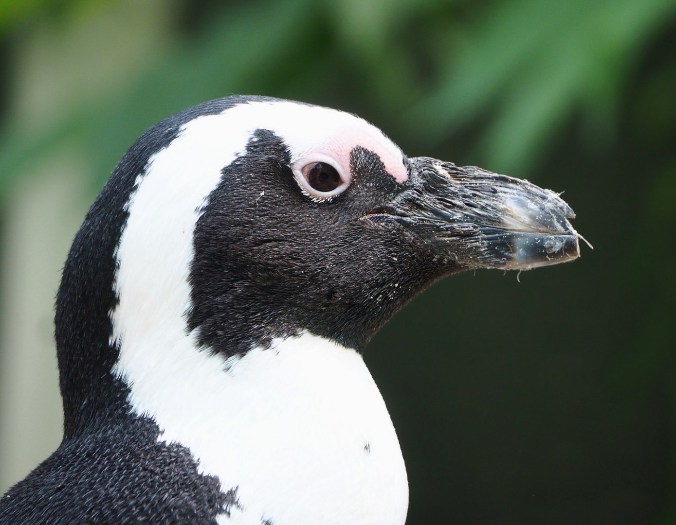 African penguin (Spheniscus demersus), 2022-05-26