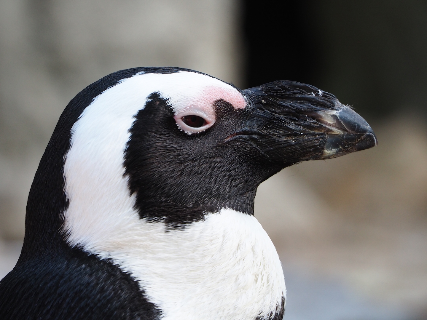 African penguin (Spheniscus demersus), 2022-09-04