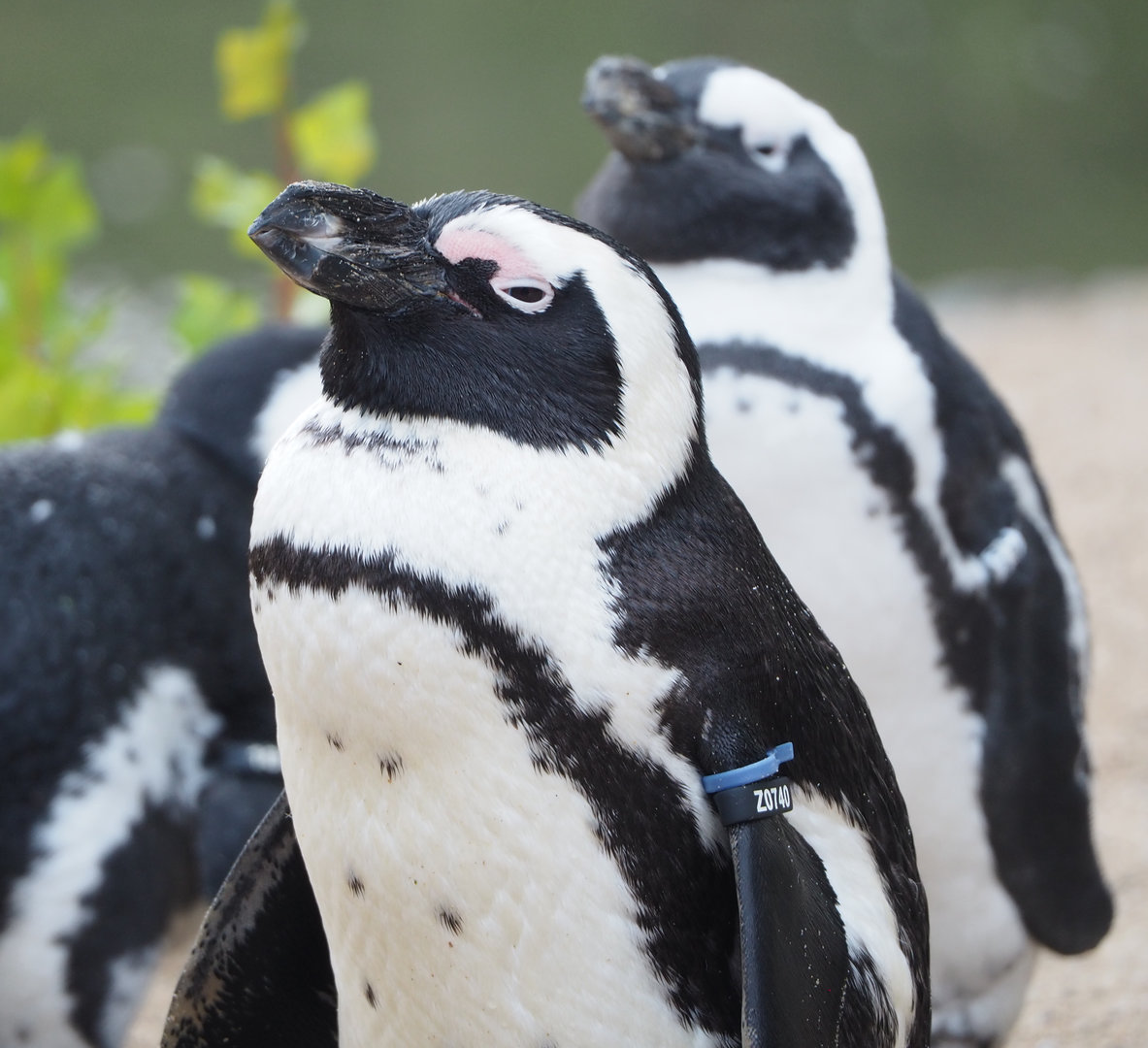 African penguin (Spheniscus demersus), 2022-09-15