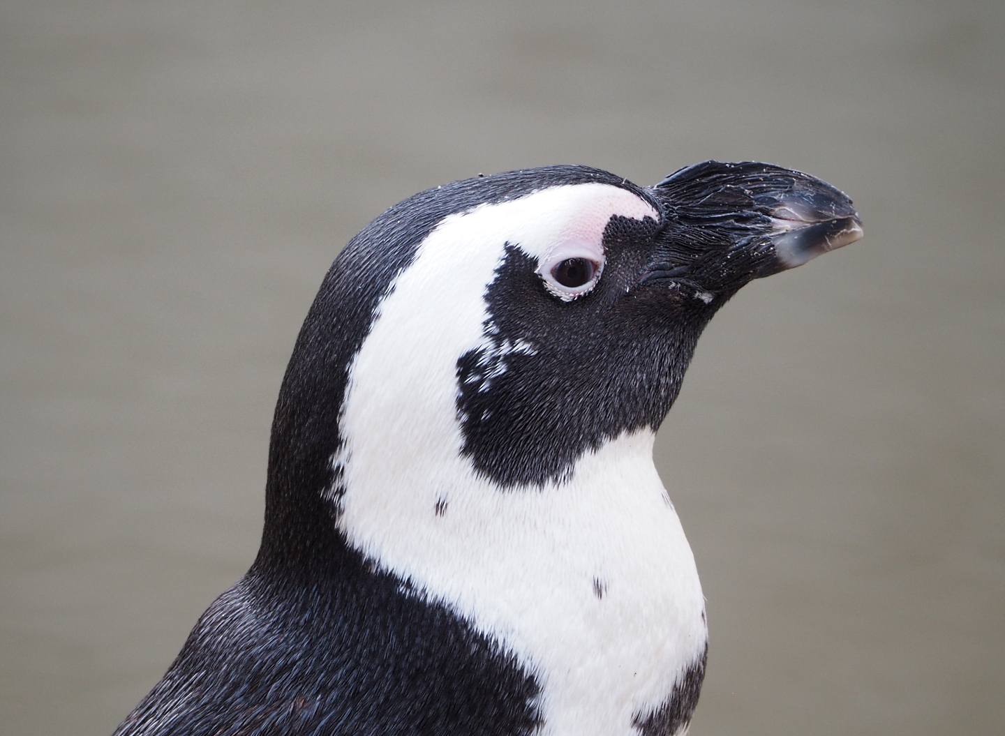 African penguin (Spheniscus demersus), 2022-09-15