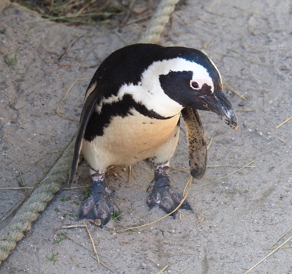 African penguin (Spheniscus demersus), 2022-10-09
