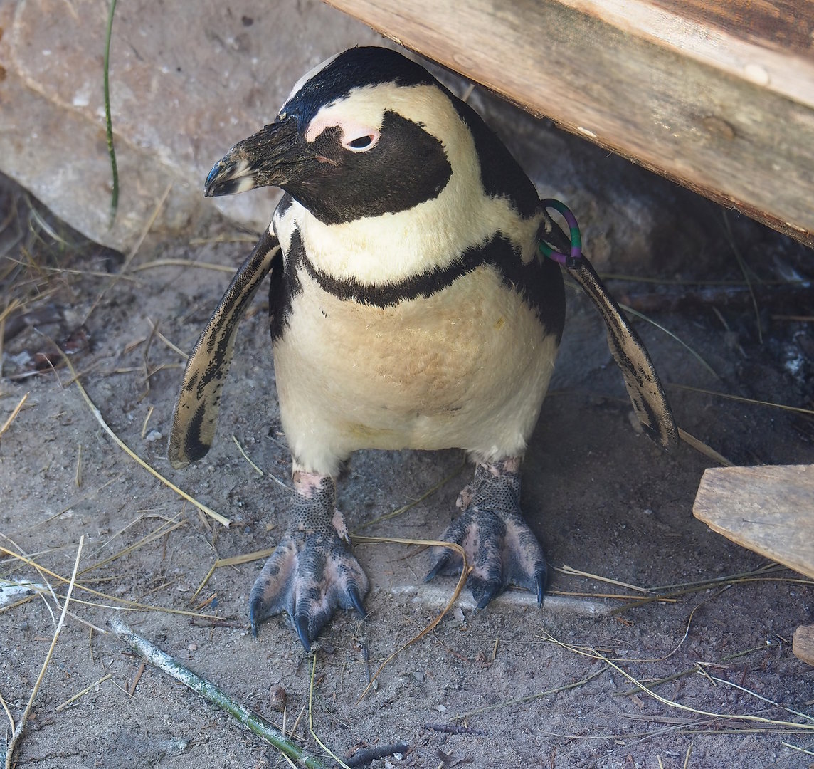African penguin (Spheniscus demersus), 2022-10-09