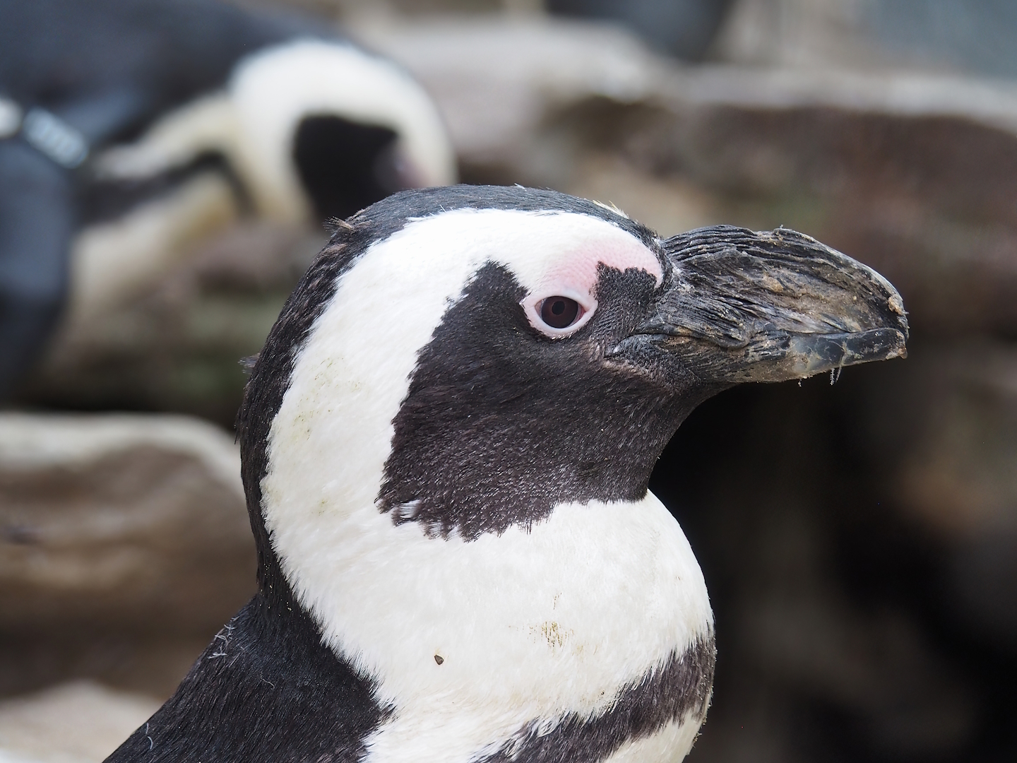 African penguin (Spheniscus demersus), 2022-10-29
