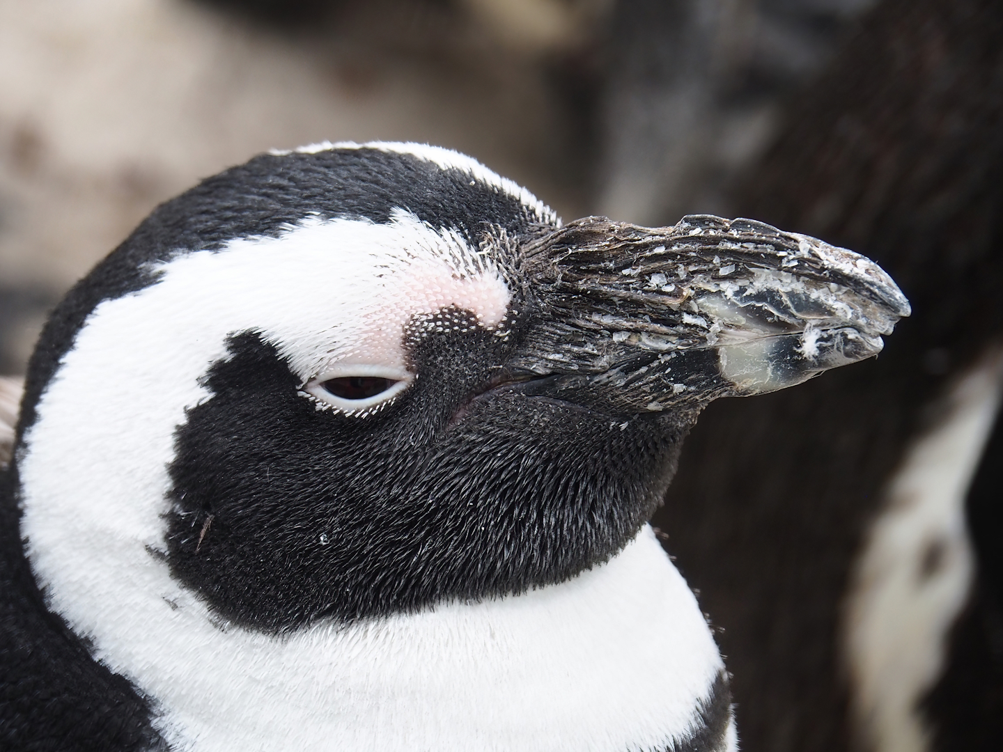 African penguin (Spheniscus demersus), 2023-04-08