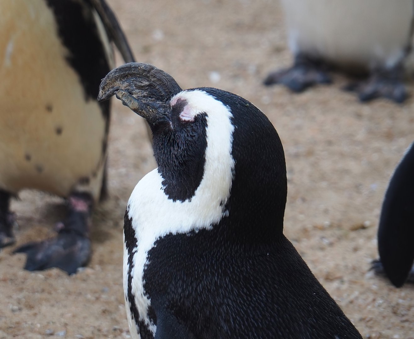 African penguin (Spheniscus demersus), 2023-05-16