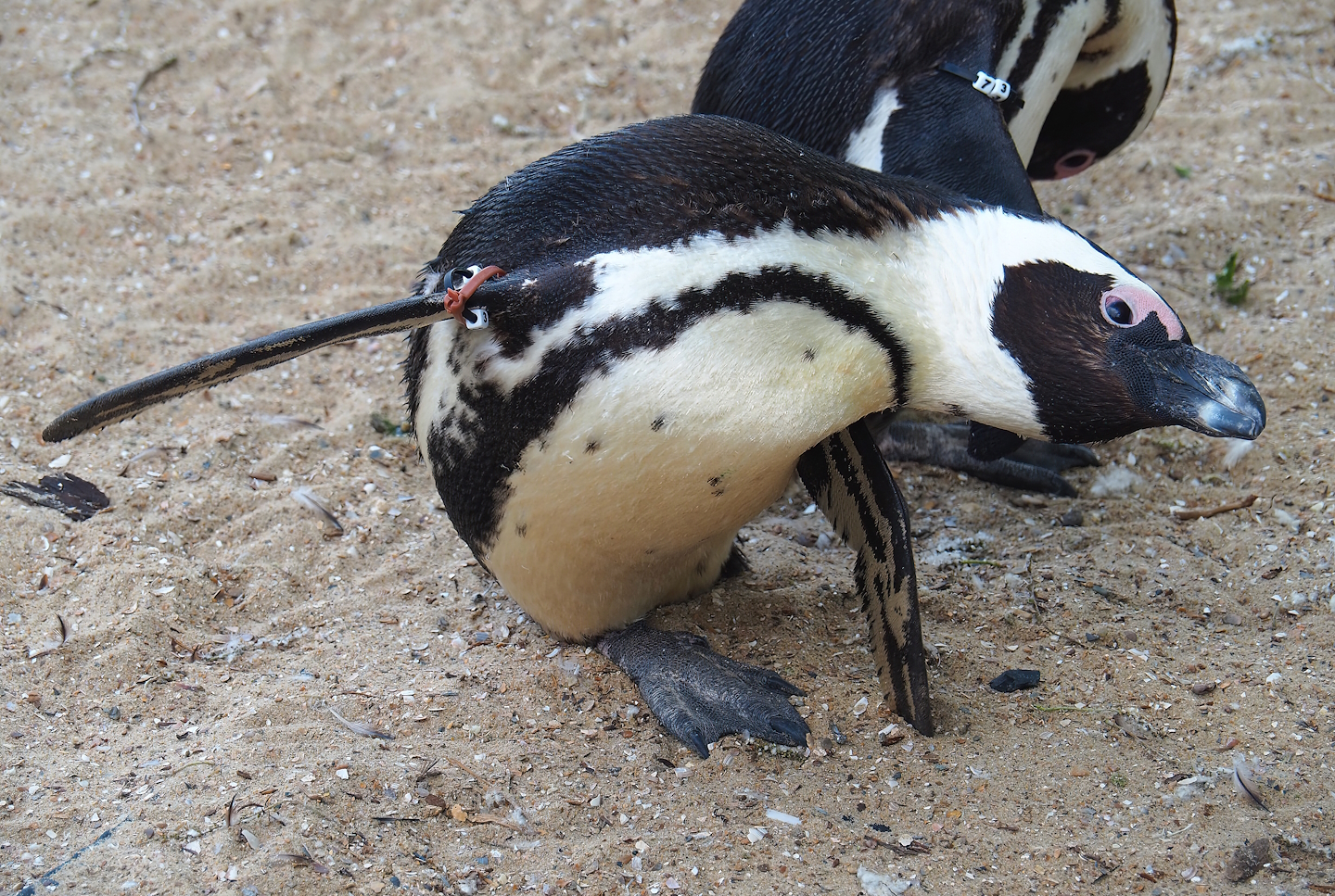 African penguin (Spheniscus demersus), 2023-05-16