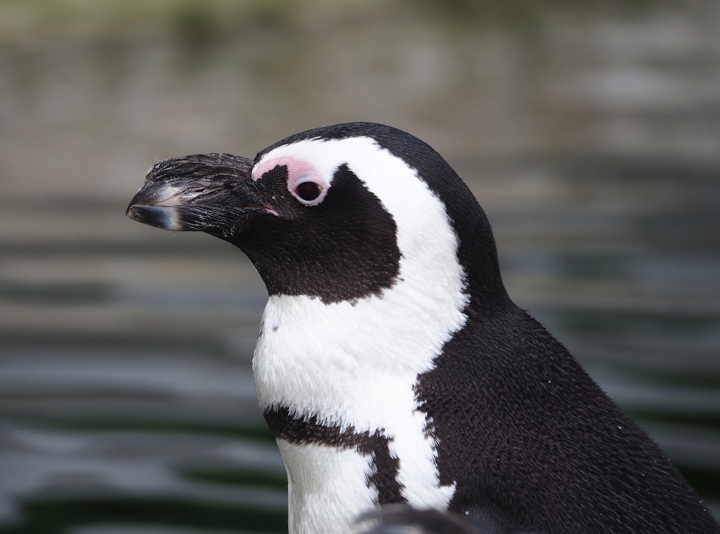 African penguin (Spheniscus demersus), 2023-07-02