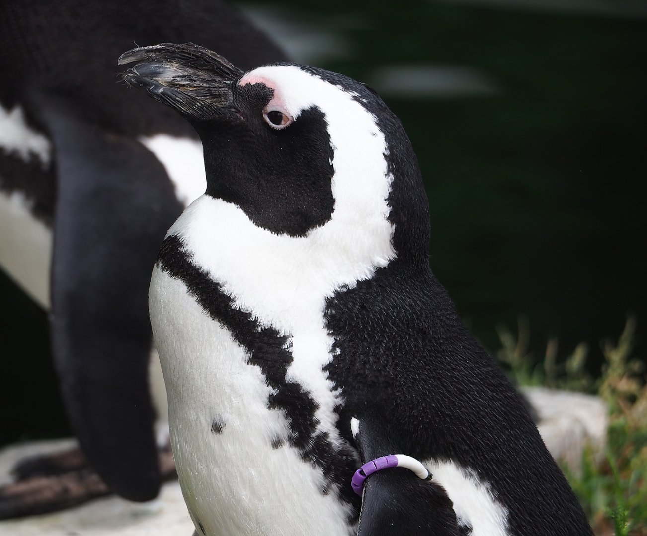 African penguin (Spheniscus demersus), 2023-07-02