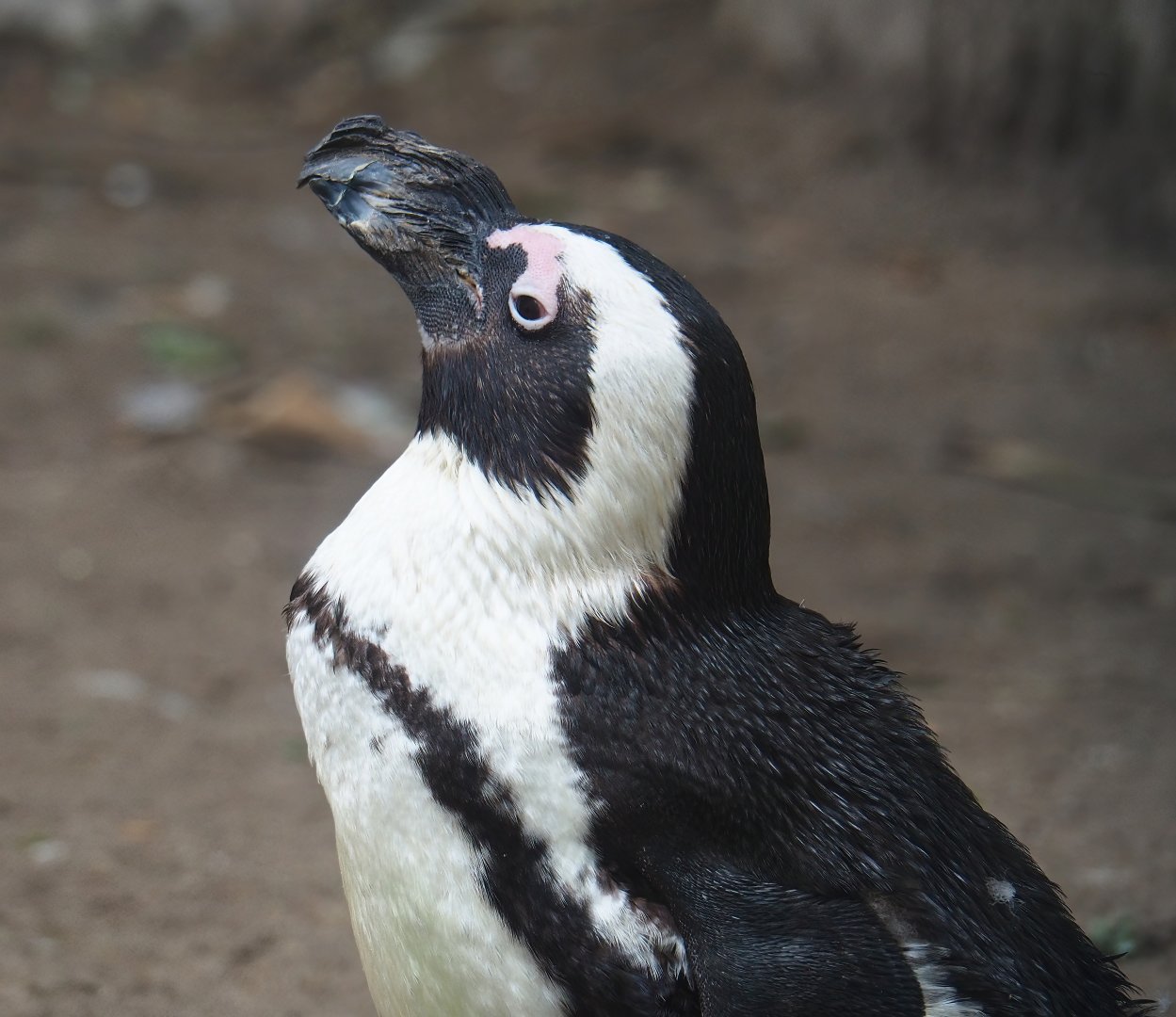 African penguin (Spheniscus demersus), 2023-09-24