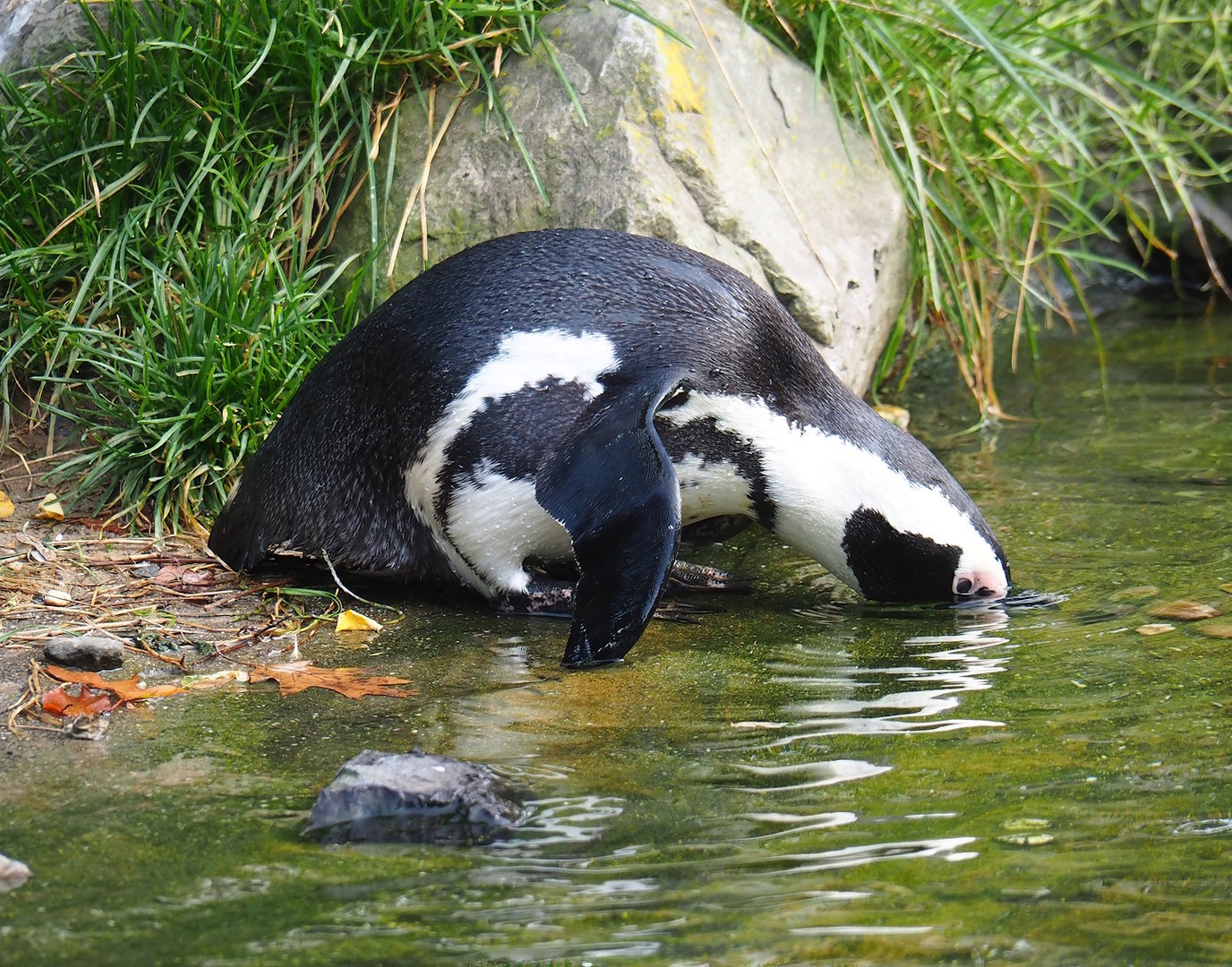 African penguin (Spheniscus demersus), 2023-10-07