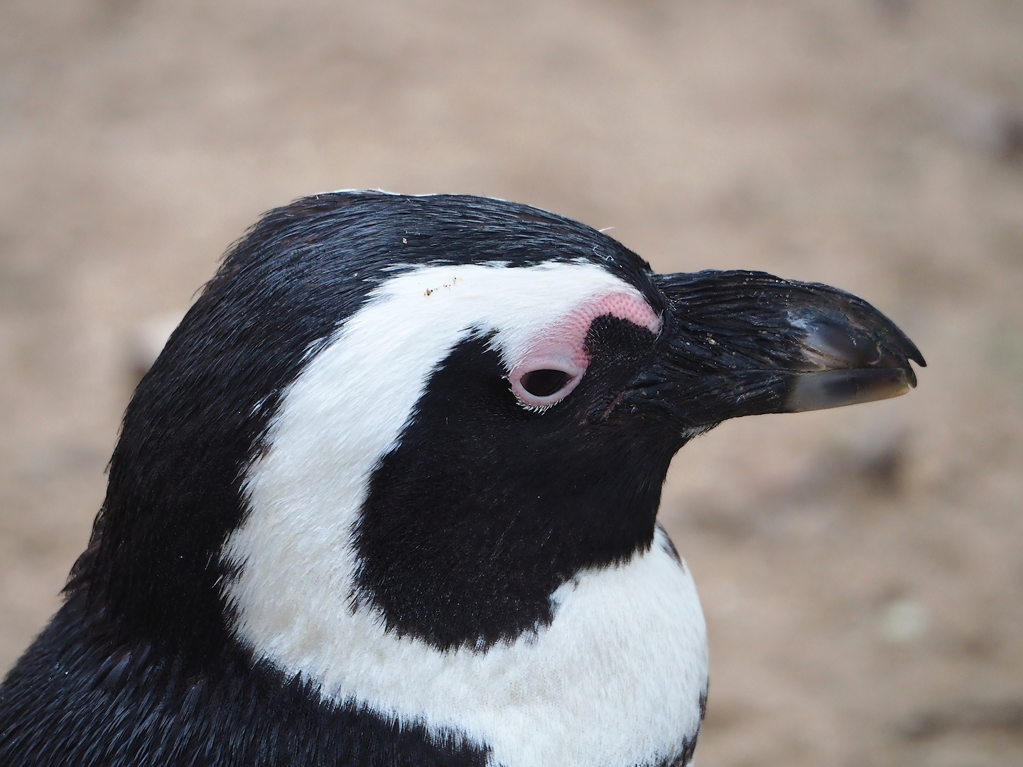 African penguin (Spheniscus demersus), 2023-10-13