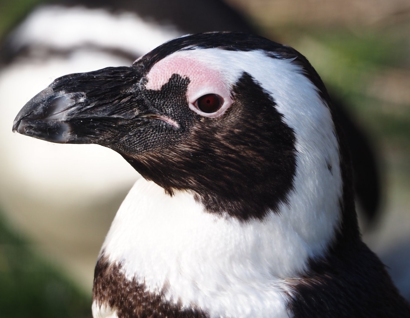 African penguin (Spheniscus demersus), 2024-03-09