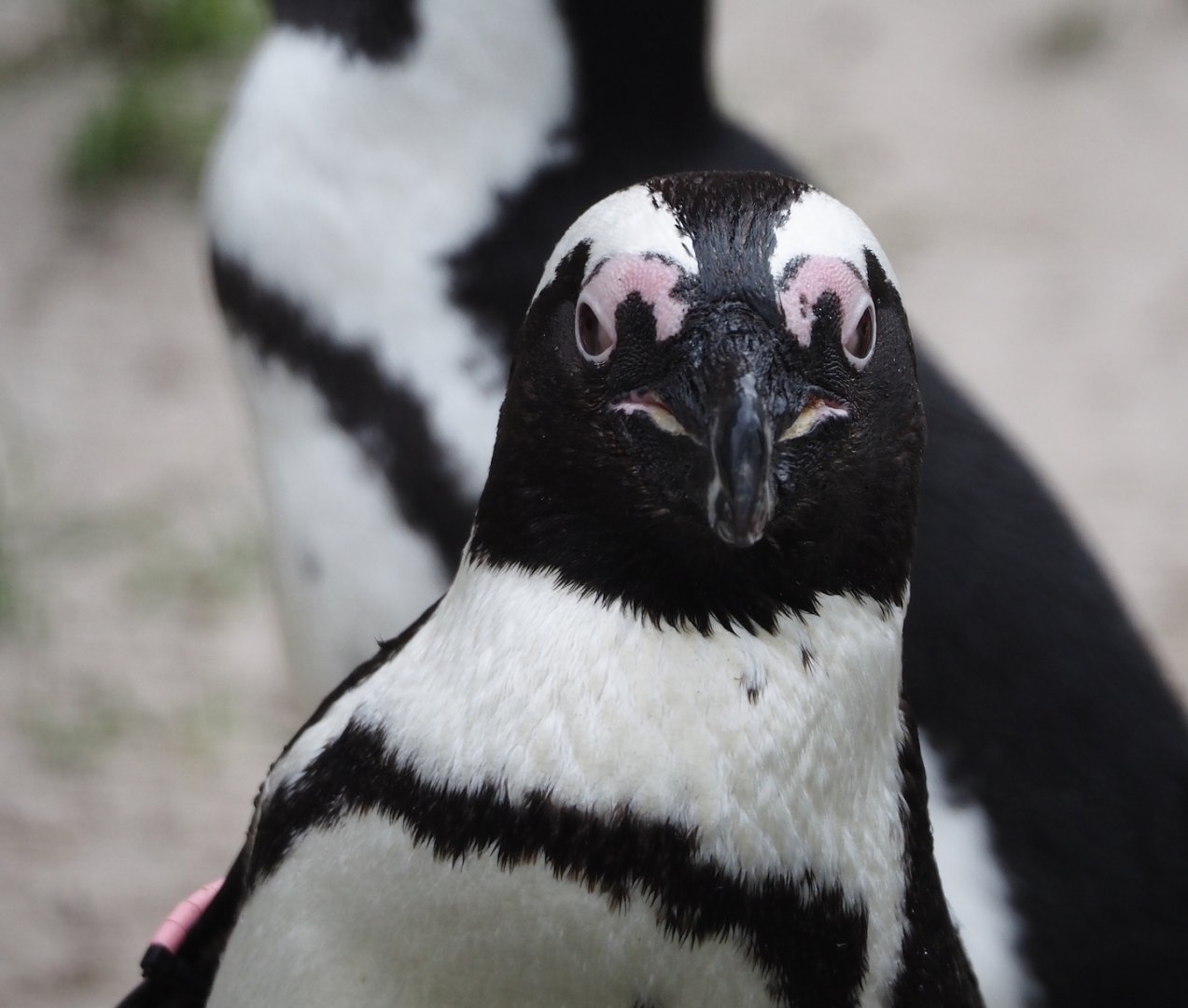 African penguin (Spheniscus demersus), 2024-03-09