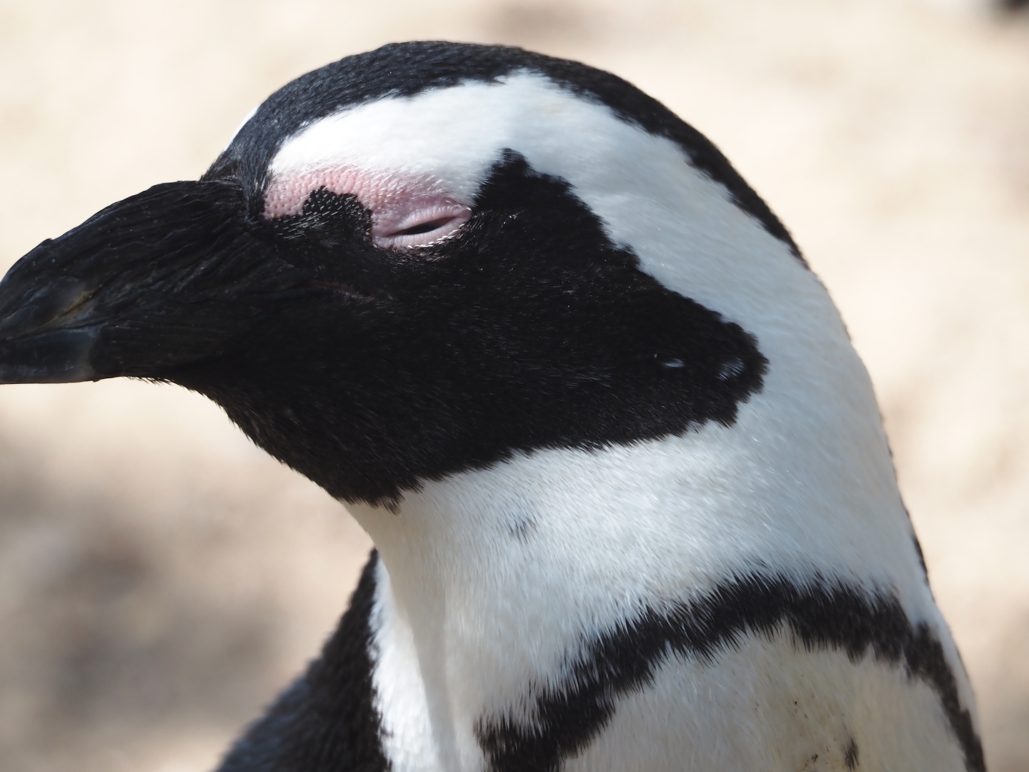 African penguin (Spheniscus demersus), 2024-09-17