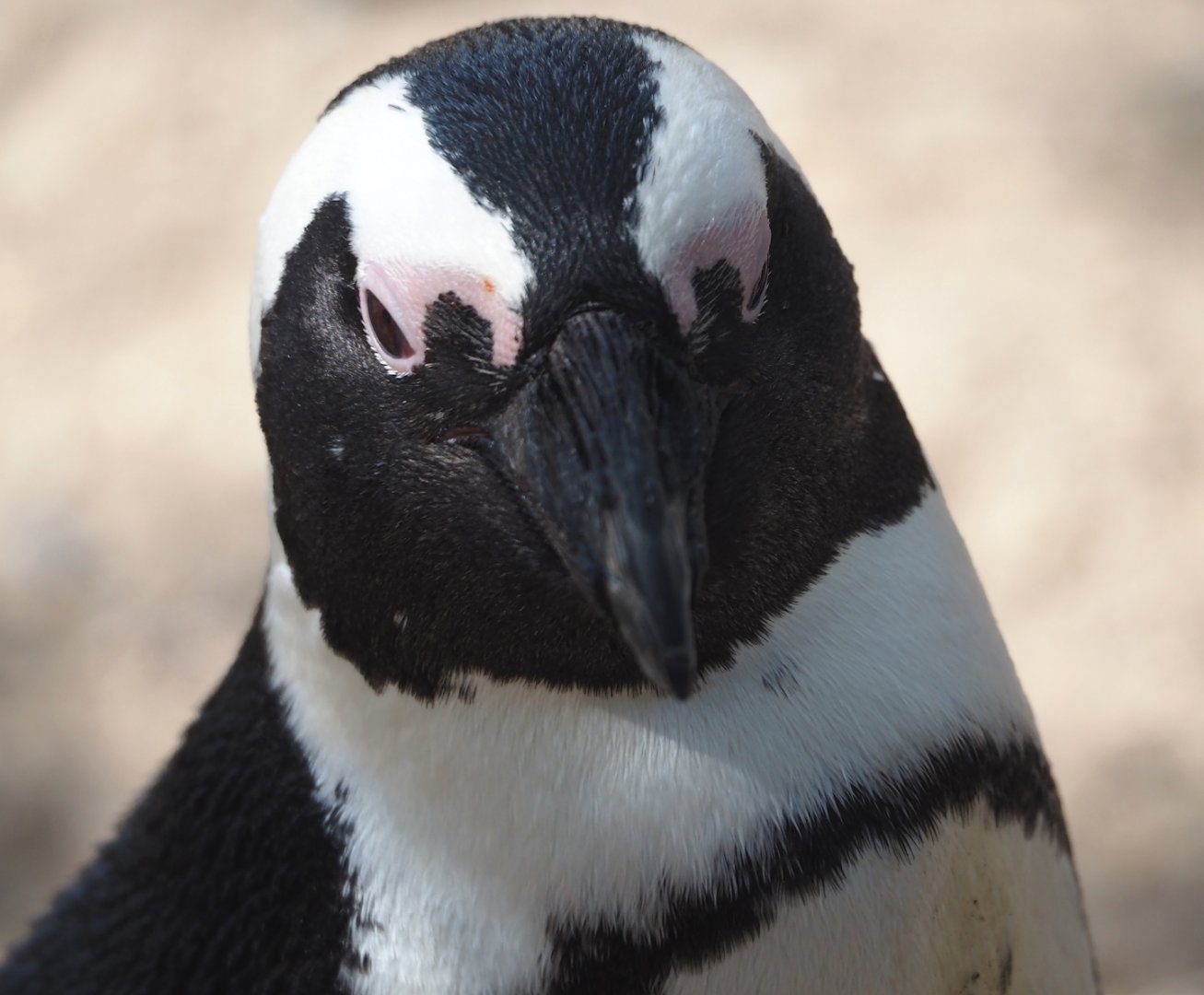African penguin (Spheniscus demersus), 2024-09-17