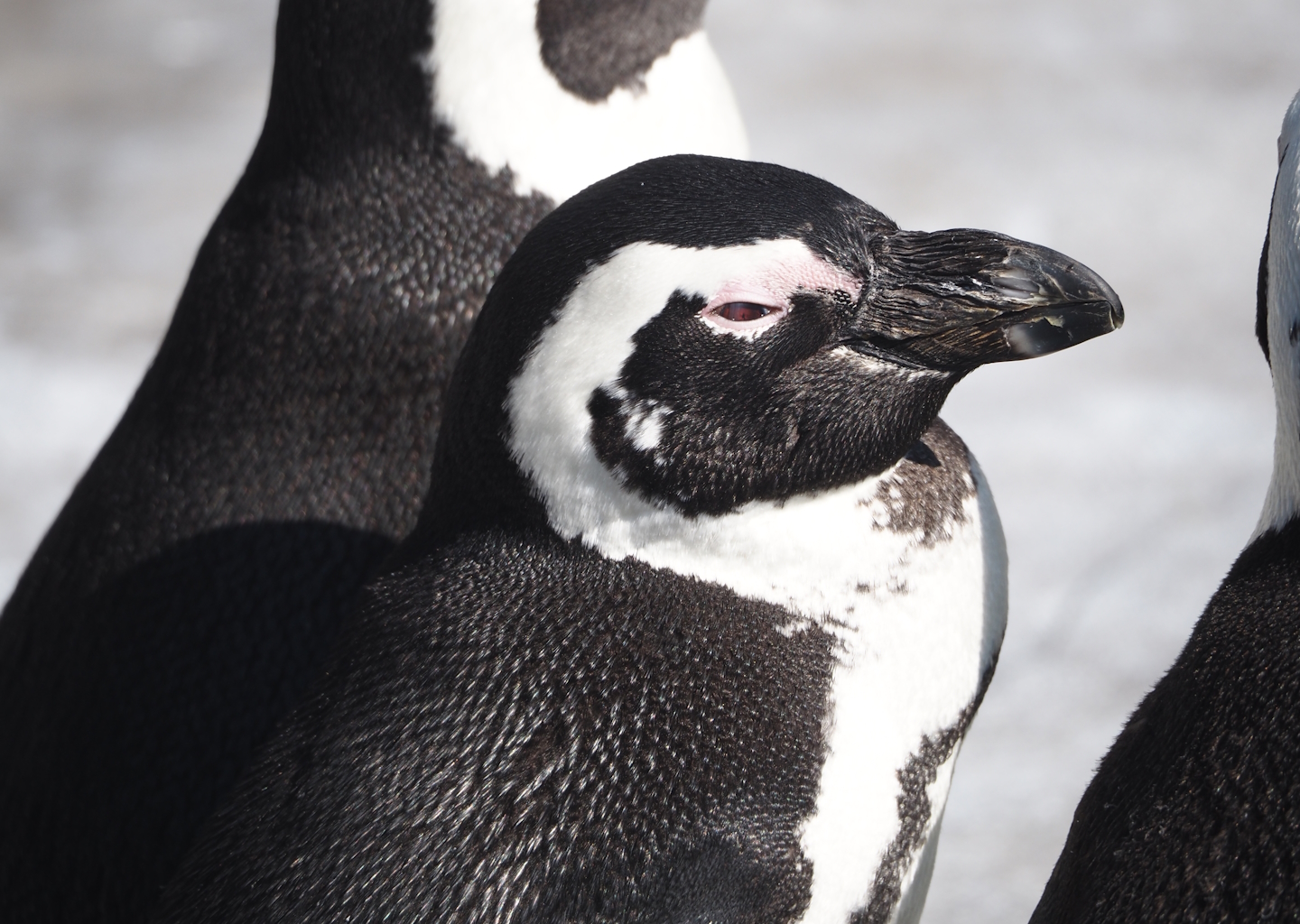 African penguin (Spheniscus demersus), 2024-09-17