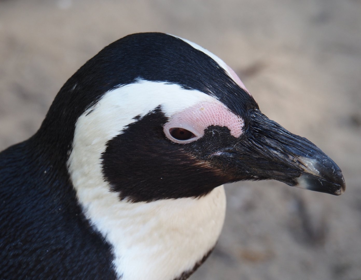 African penguin (Spheniscus demersus), 2025-04-30