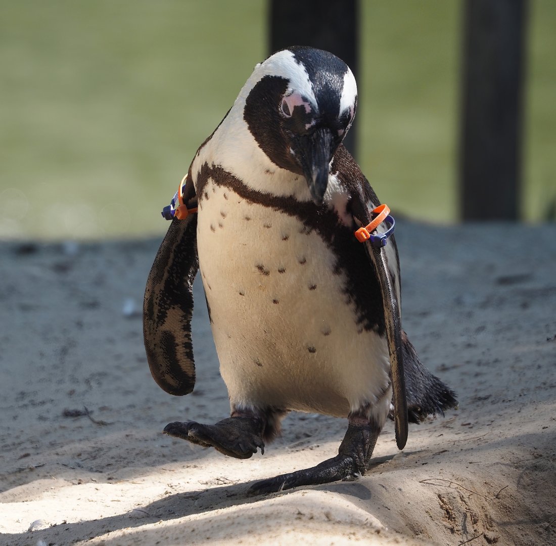 African penguin (Spheniscus demersus), 2025-04-30