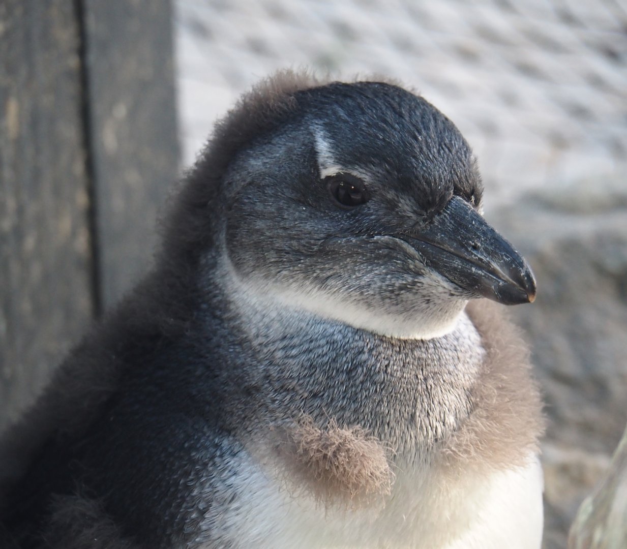 African penguin (Spheniscus demersus) chick Zazou, 2024-09-29