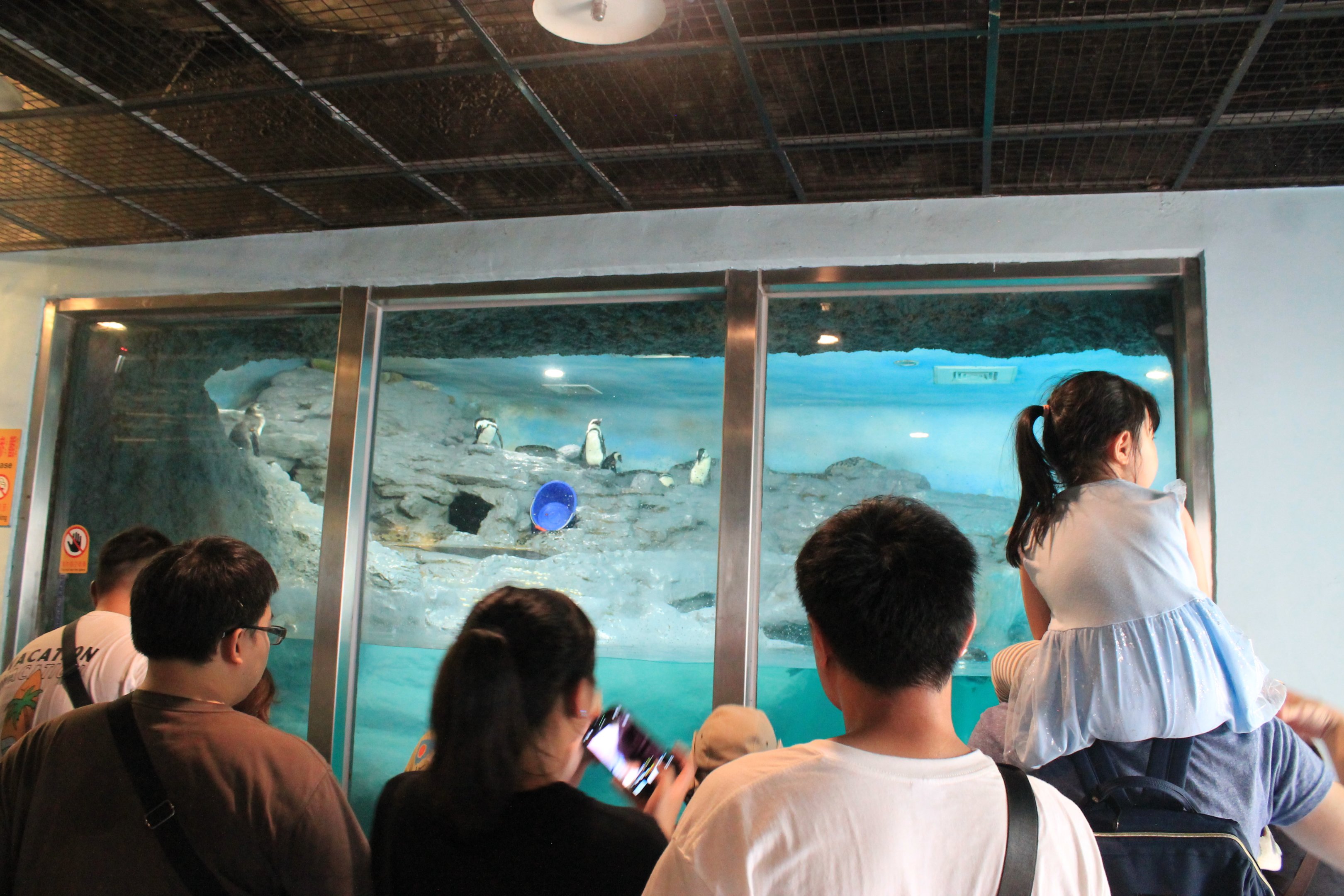African Penguin (Spheniscus demersus) enclosure