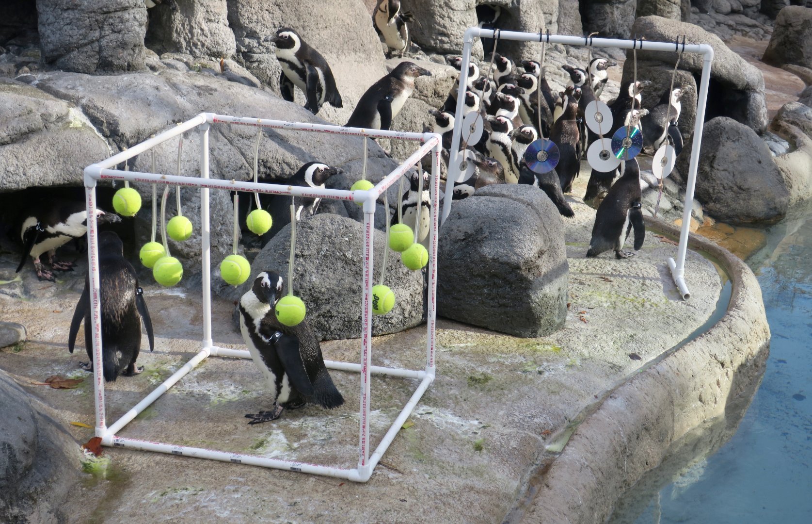 African Penguin (Spheniscus demersus) enrichment toys