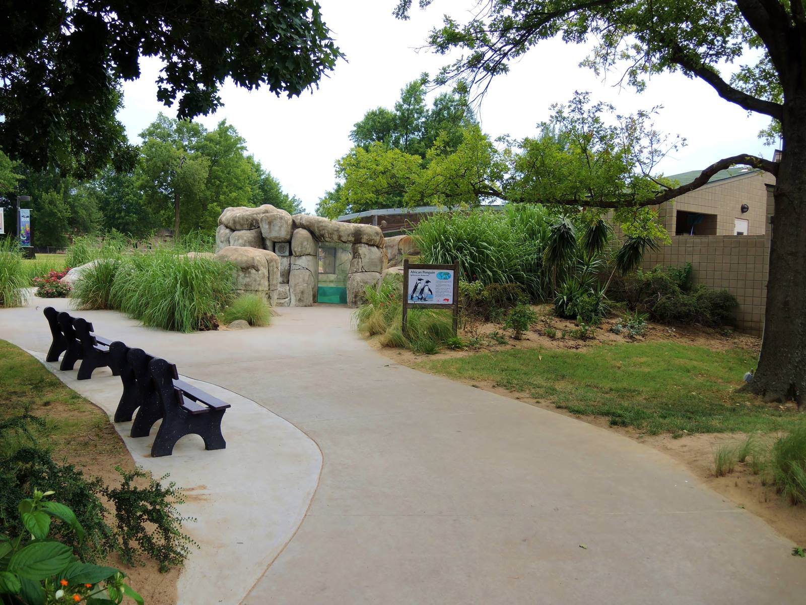 African penguin (Spheniscus demersus) exhibit