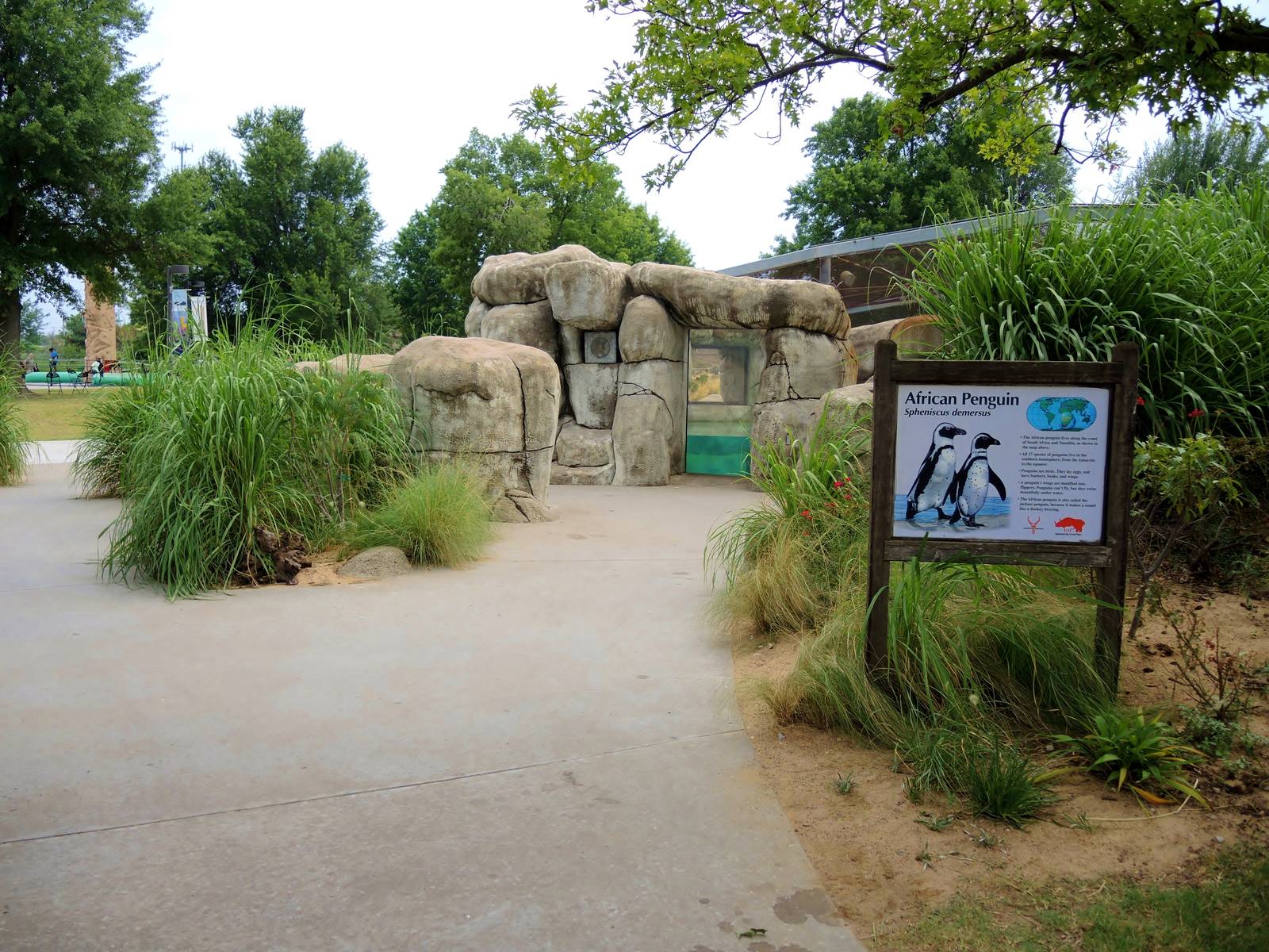African penguin (Spheniscus demersus) exhibit