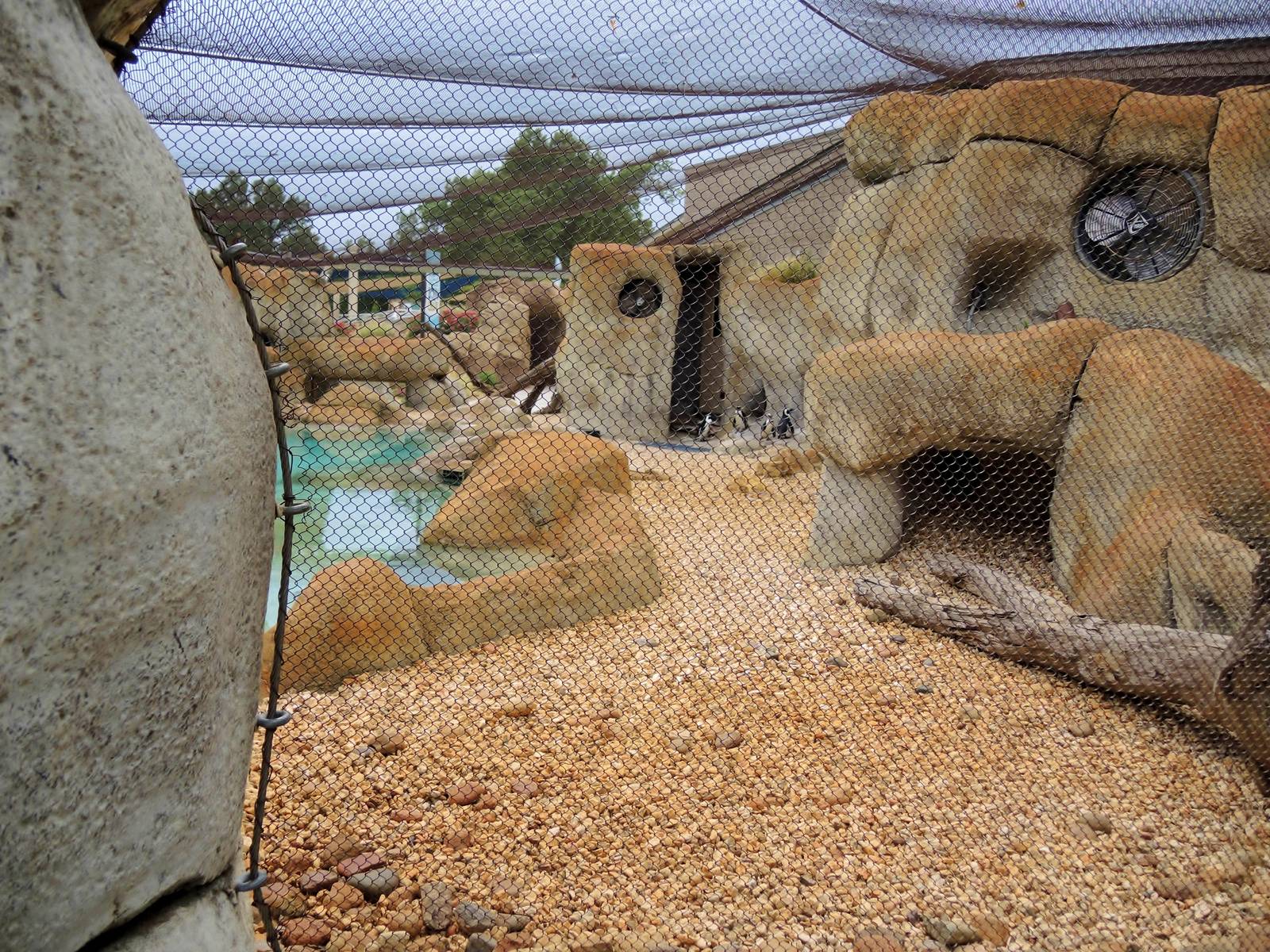 African penguin (Spheniscus demersus) exhibit