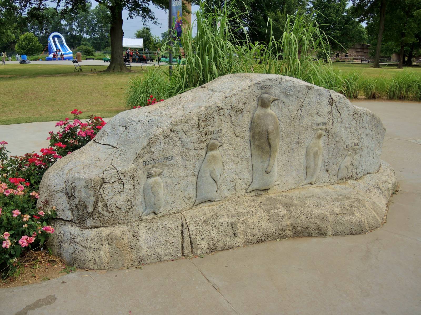 African penguin (Spheniscus demersus) exhibit