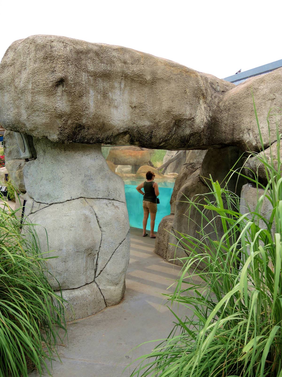 African penguin (Spheniscus demersus) exhibit