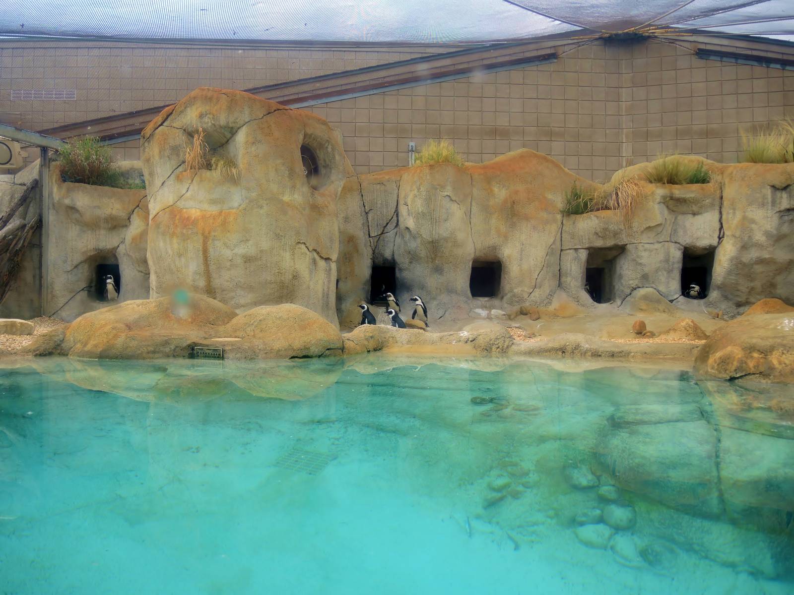African penguin (Spheniscus demersus) exhibit