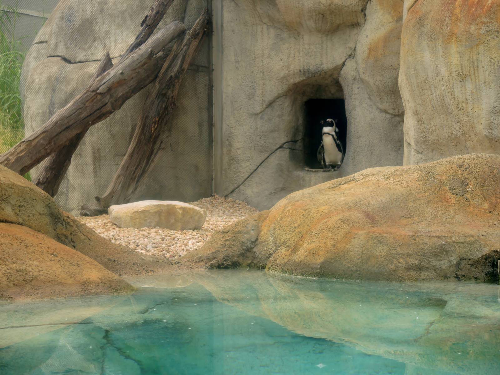 African penguin (Spheniscus demersus) exhibit