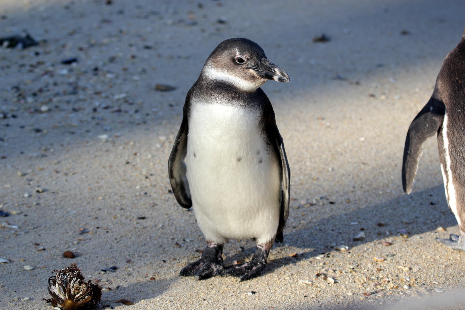 African penguin (Spheniscus demersus) juvenile