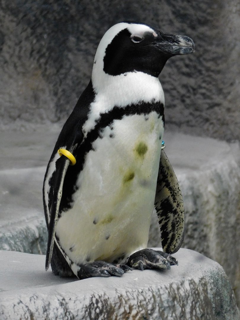African Penguin (Spheniscus demersus) September 13, 2025